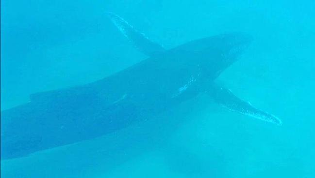 WOW: Kayakers were treated to a close encounter with a pod of whales on Monday when they joined Epic Ocean Adventures tour off Double Island Point.