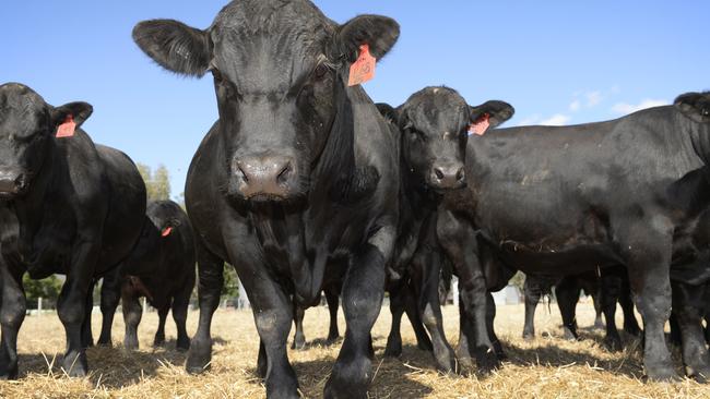 Aussie beef prices to remain high, according to Rabobank | The Weekly Times