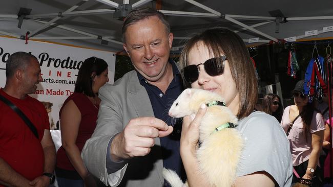 Anthony Albanese pats a constituent’s ferret at the Marrickville festival in his Sydney electorate. Picture: Nikki Short