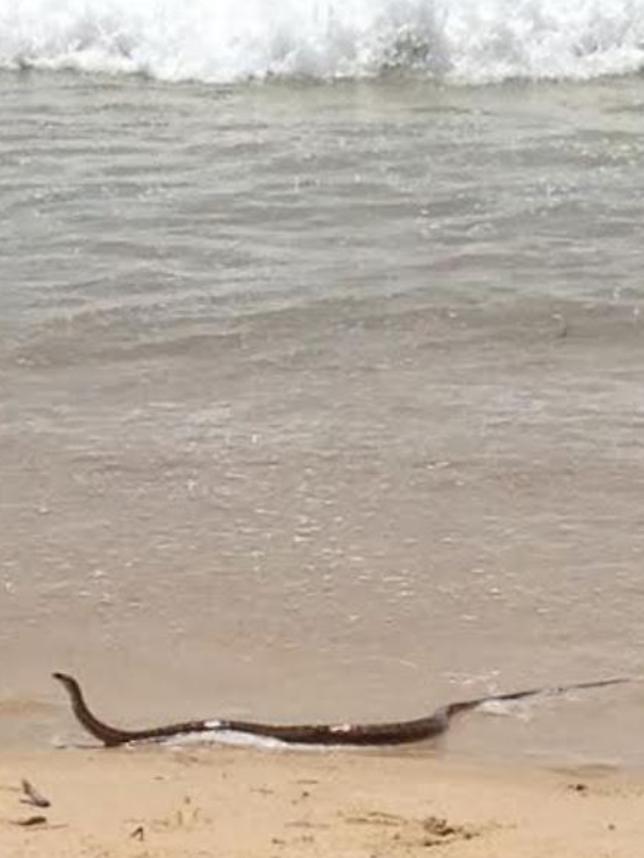 Adelaide’s not the only beach to attract snakes: This brown snake was photographed on a New South Wales beach early this year. Picture: Olivia Moffatt