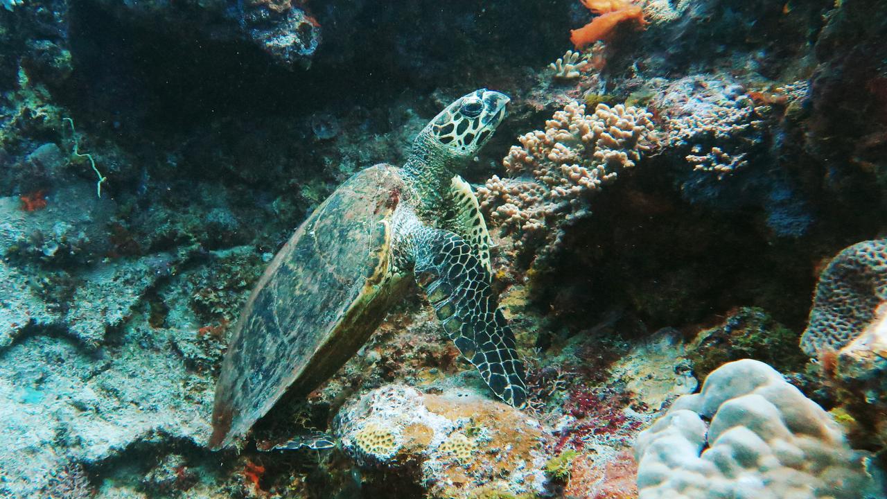 An adult Green Turtle swims among hard and soft corals growing on the Great Barrier Reef. A World Heritage Council decision on the reef’s status is due Friday Picture: Brendan Radke