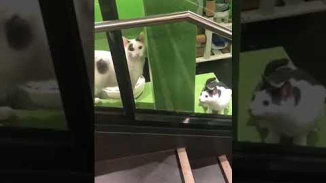 Cats Play Cute Game of Hide and Seek in RSPCA Window