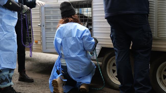 The animals were taken to a shelter to be checked over.