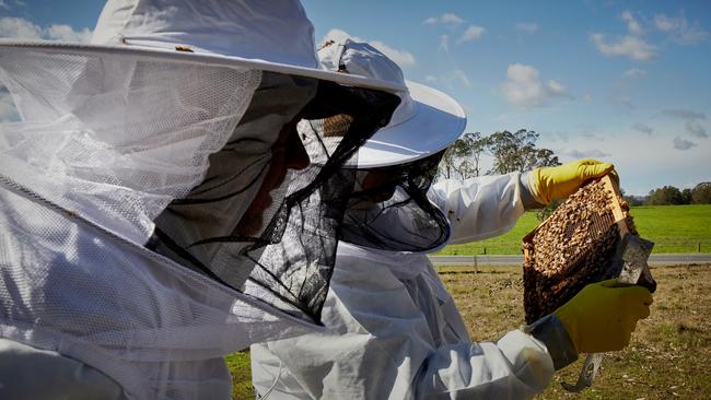 The spread of varroa mite has triggered a class-action lawsuit from NSW producers whose hives were destroyed in the 2022 outbreak. Picture: Nick Cubbin