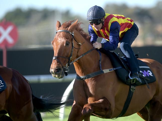 Nature Strip could find a new competitive career. Picture: Jeremy Piper