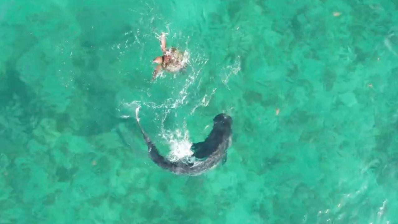 The turtle used its shell to roll over the angry shark to avoid attacks. Picture: Jack Garnett via Storyful