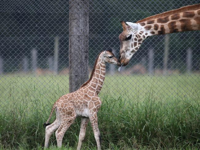 A 2016 photo shows a baby giraffe with his mum at Mogo zoo. Picture: Gary Ramage