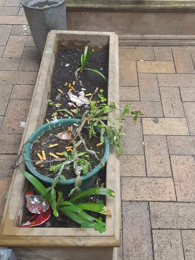 Cigarette butts in a flower bed at the motel. Picture: Valeriu Campan