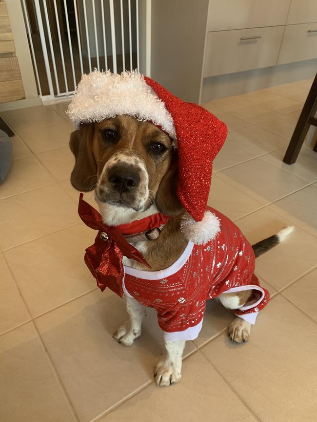 Santa’s Little Helper, Bella, in Tullamarine. Picture: Christine Bird