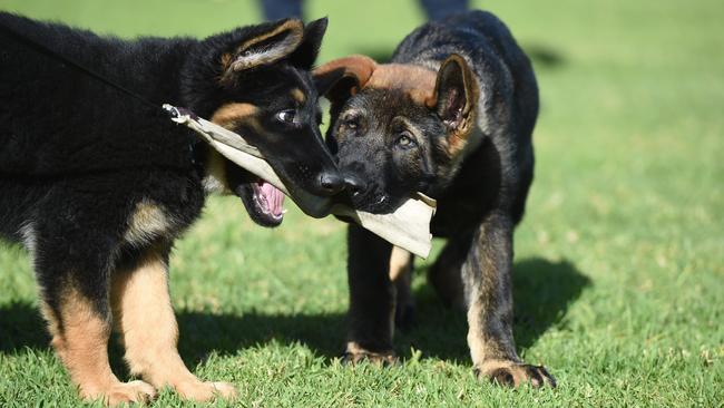 Police dogs in training Cooper and Chaos. Picture: Naomi Jellicoe