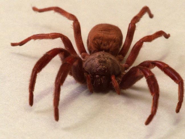 White-tailed spider.