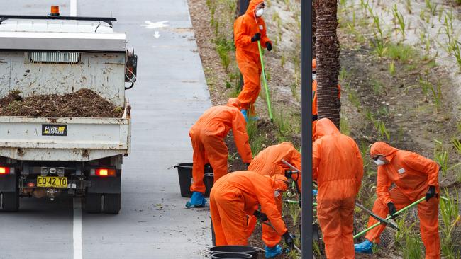 Workers rake up asbestos contaminated mulch in garden beds around Rozelle Interchange. Picture: Max Mason-Hubers