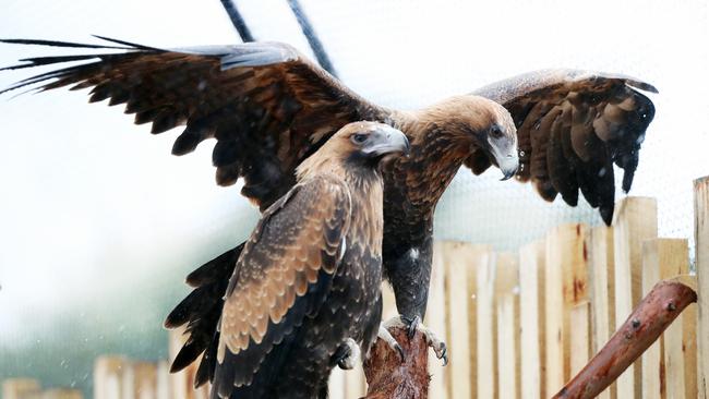 A woman is fighting almost 300 charges in relation to the deaths of more than 120 wedge-trailed eagles and other native wildlife.