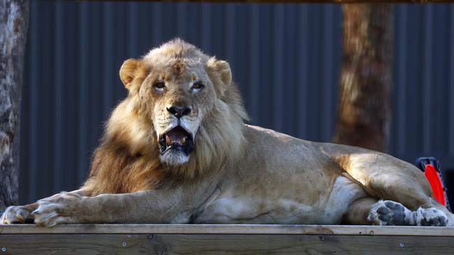 The lions check put their new enclosure. Picture: Sam Ruttyn