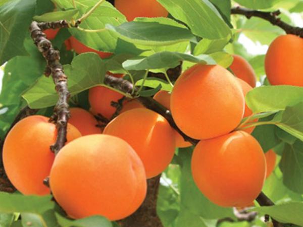 Wall-to-wall apricots