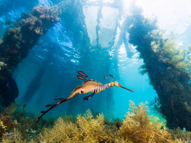 Tourist from across the globe come to Flinders to see the weedy seadragons that live beneath the pier. Picture: supplied