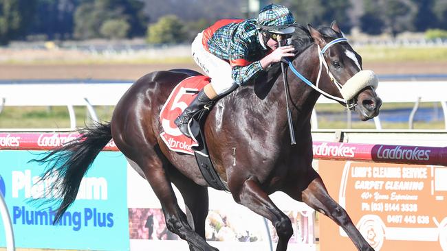 Gallant Son, ridden by Luke Nolen, roared to victory at Sale on Wednesday. Picture: Pat Scala/Racing Photos via Getty Images