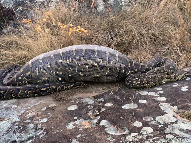 The snake’s innards were punctured by dozens of needle-sharp quills from the 12.7kg porcupine. Picture: Caters News