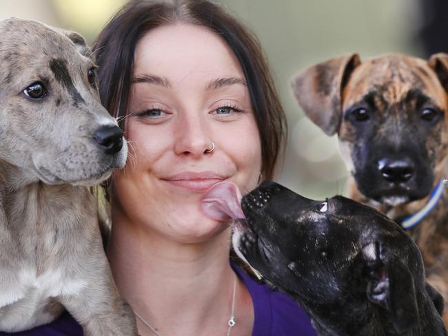 ‘Like giving up a child’: Agonising reason pups surrendered