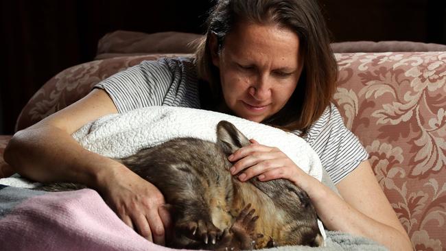 Brigitte Stevens at Flaxley, with Bear the wombat, who she rescued after being shot. Picture: Calum Robertson