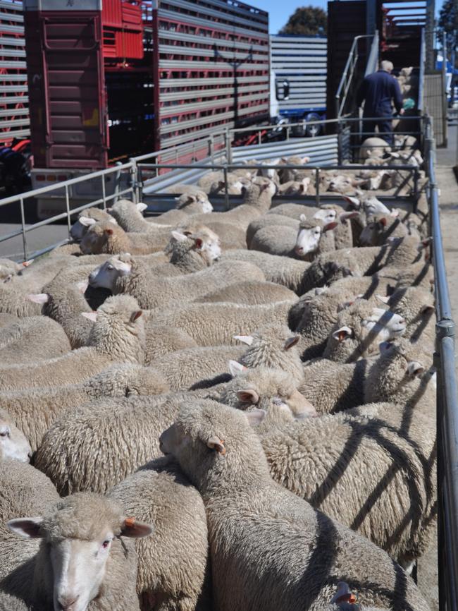 Road rules: Fit-to-load standards are about whether animals are fit for the saleyard.