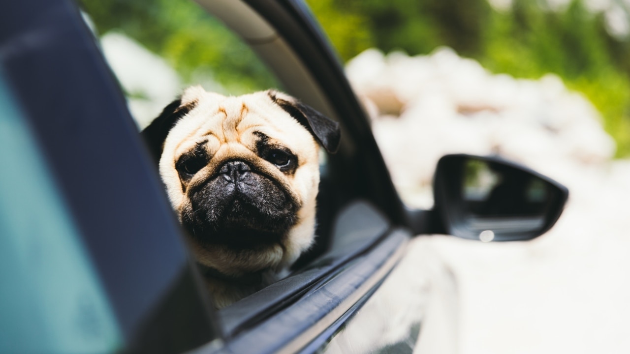 Uber announces ride sharing option for pets