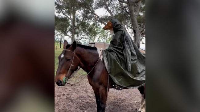 Rescue dog is a horse-riding natural