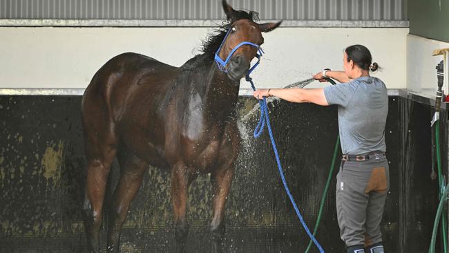 Absurde gets washed down at Werribee on Monday morning.