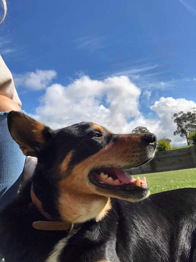 Carlia Byron sent in these pictures of her Kelpie Diesel and brand new pups on her farm at Callawadda, Victoria.