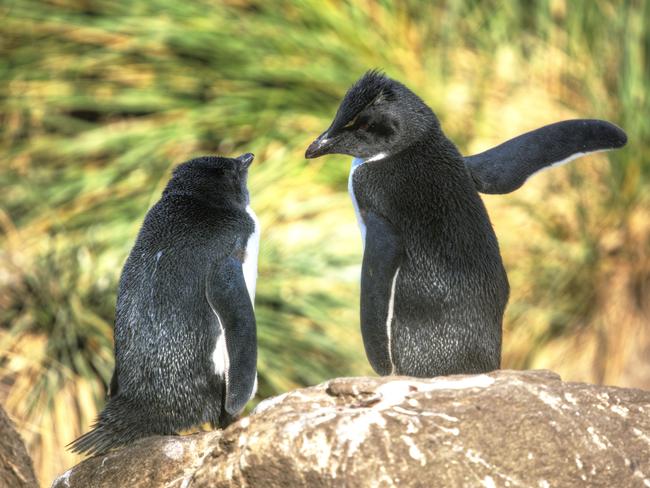 Comedy Wildlife Photography Award Finalist: A penguin points with its wings. picture: Achim Sterna / CWPA / Barcroft Images