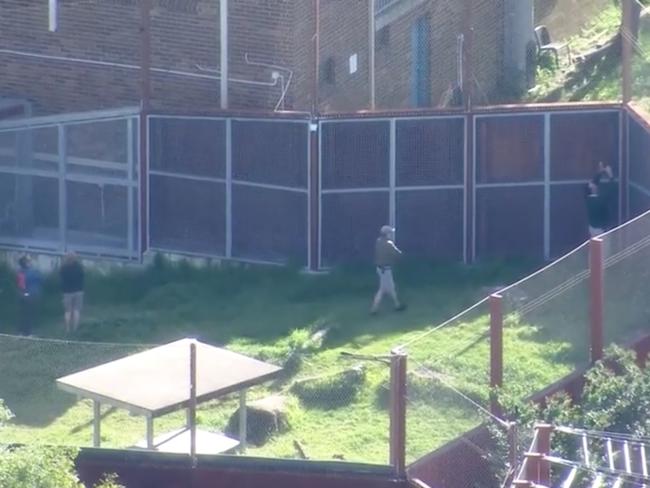 Seven News screengrabs of Taronga Zoo where five lions escaped their enclosure.