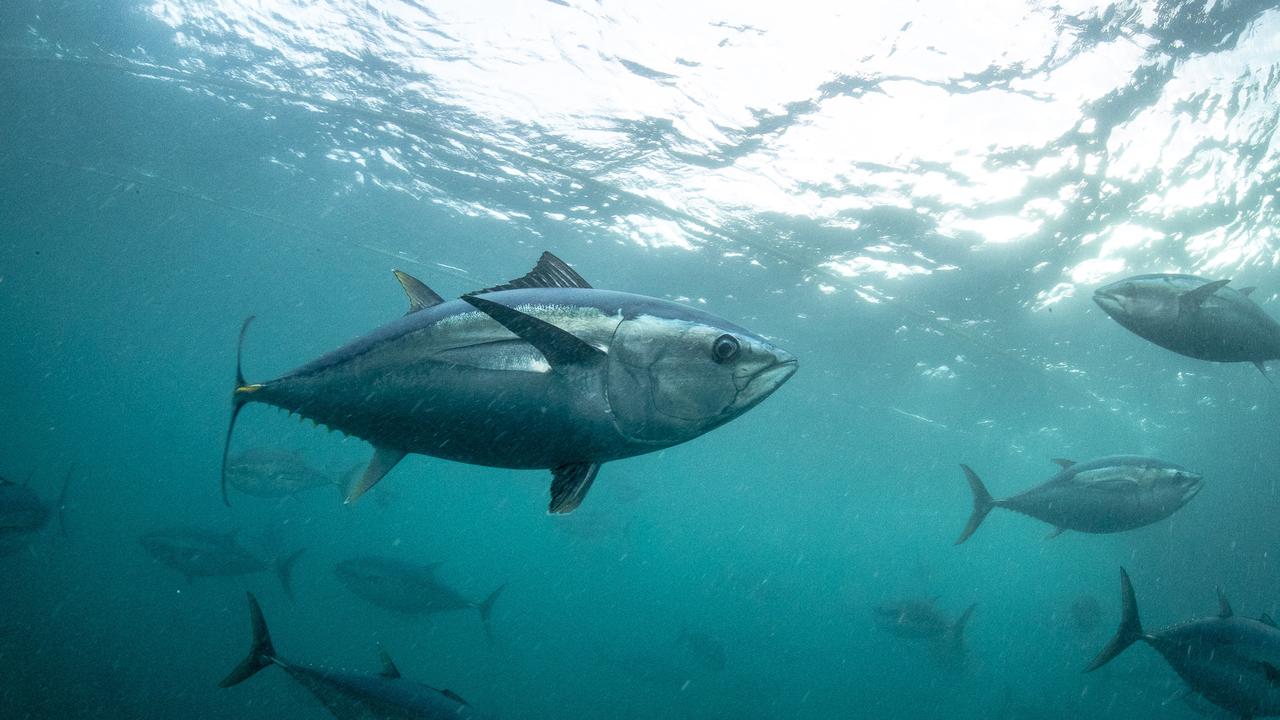 Japan’s appetite for SA tuna fills gap left by China tensions | The ...