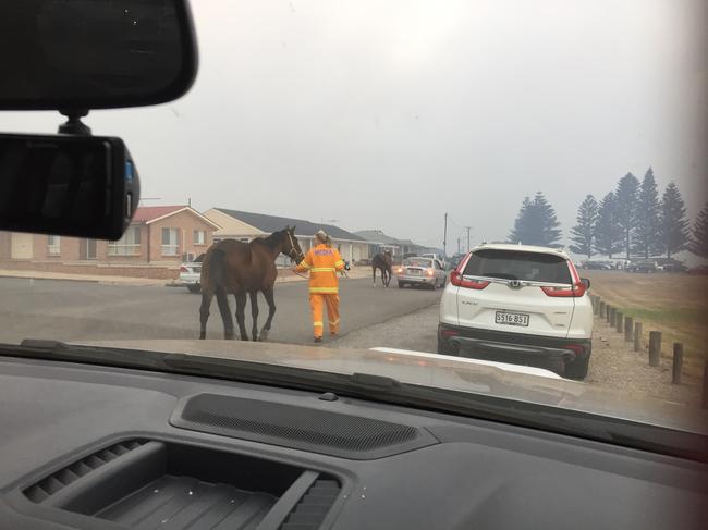 A media staffer leads a horse to safety as Edithburgh residents are evacuated. Picture: Diane and Norm Cook, Edithburgh Seaside Motel.