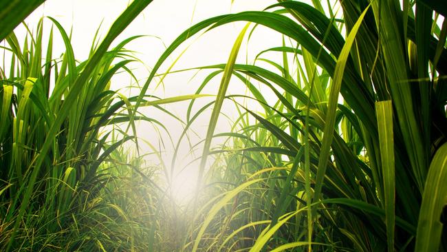 Queensland produces 95 per cent of Australia’s sugar.