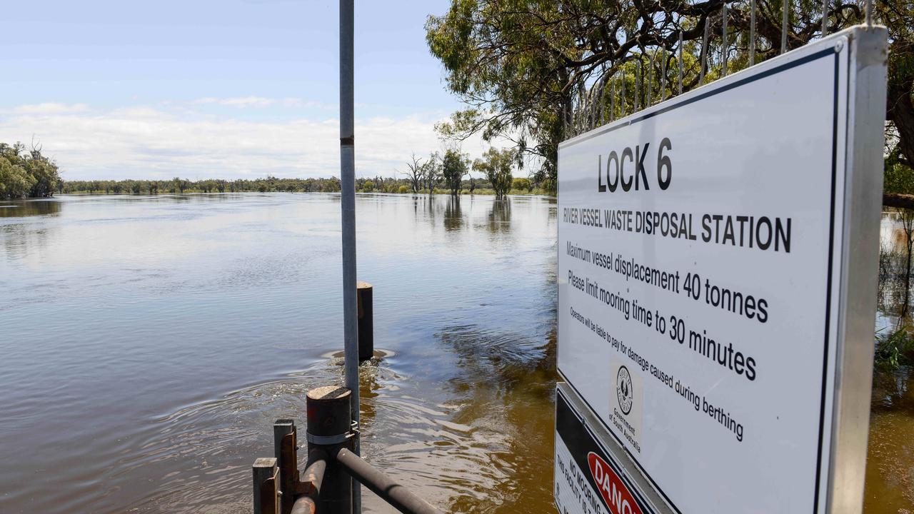 The fast-flowing River Murray at Paringa on November 19: Picture: Brenton Edwards