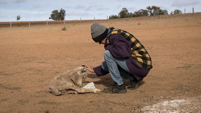 Tanya Jerry cares for a sheep to weak to eat. Picture: Getty