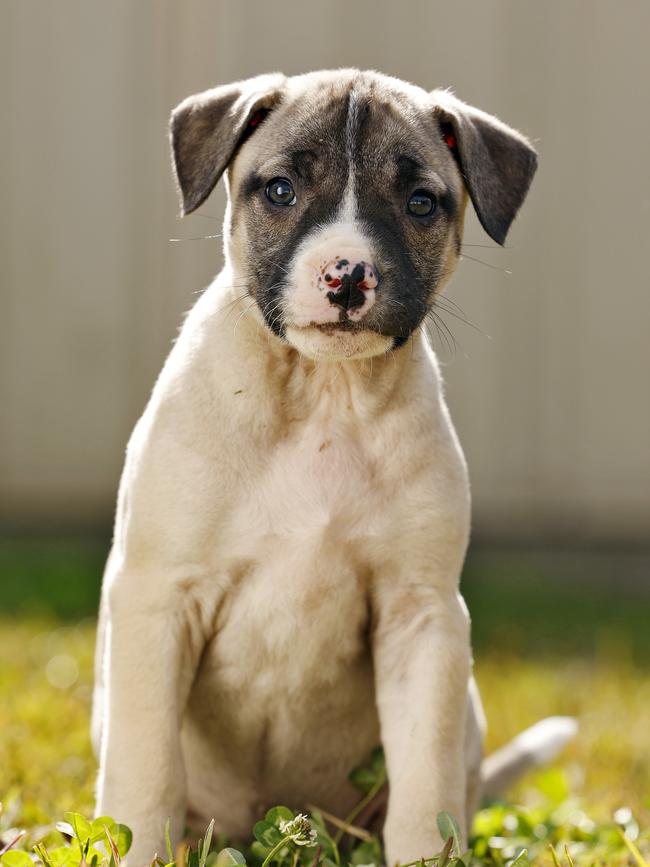 A puppy from a new litter of rescue dogs. Picture: Sam Ruttyn