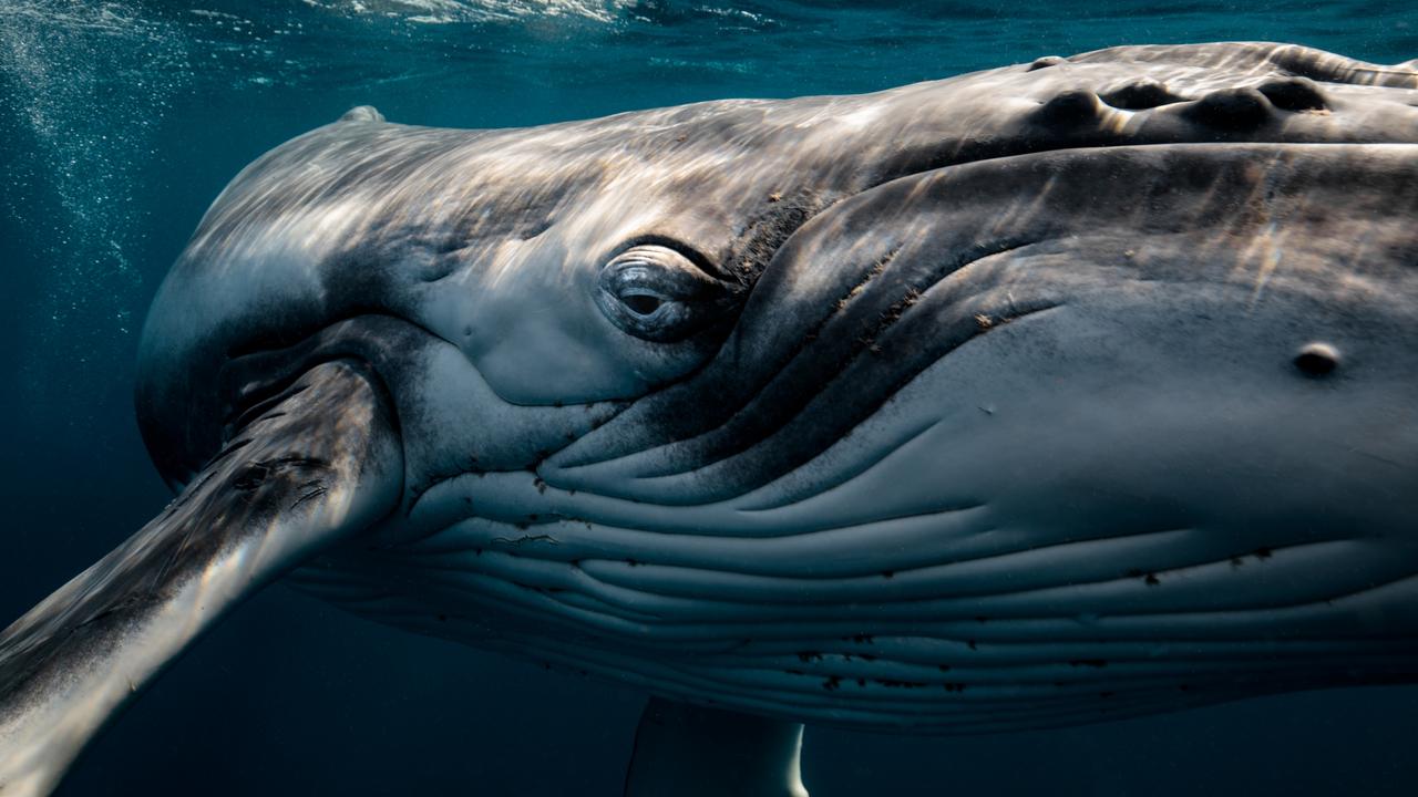 Jasmine Carey: How award-winning whale picture was snapped | The ...