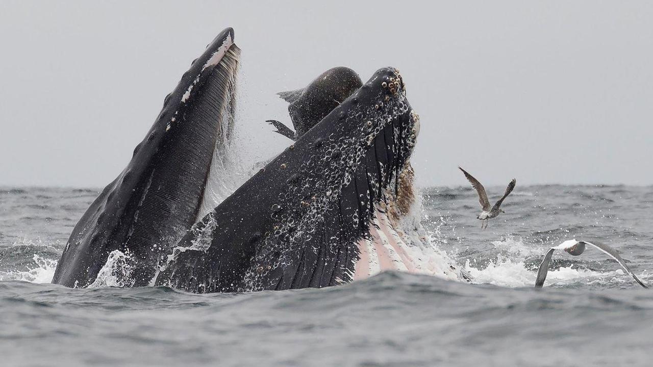 Wildlife photographer Chase Dekker snaps humpback whale with mouthful ...