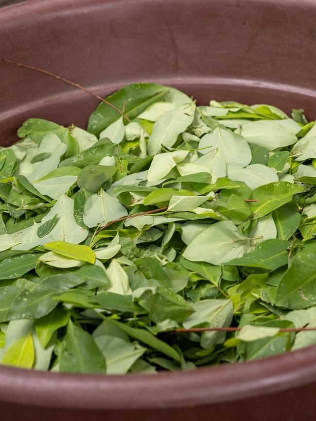 The coca leaves are picked off trees by hand. Picture: Jason Edwards