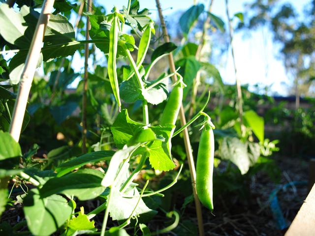 peas-on-plants-jpg-20151201135421.jpg