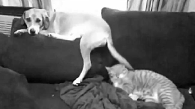 Cats and dogs being funny