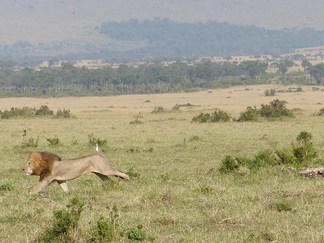 The “King of the Jungle” was left with his tail between his legs after escaping the herd.