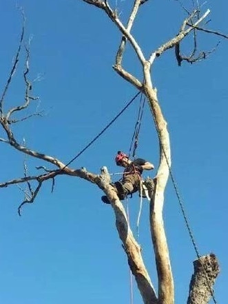 Byron Shire arborist Sebastian Higgins.