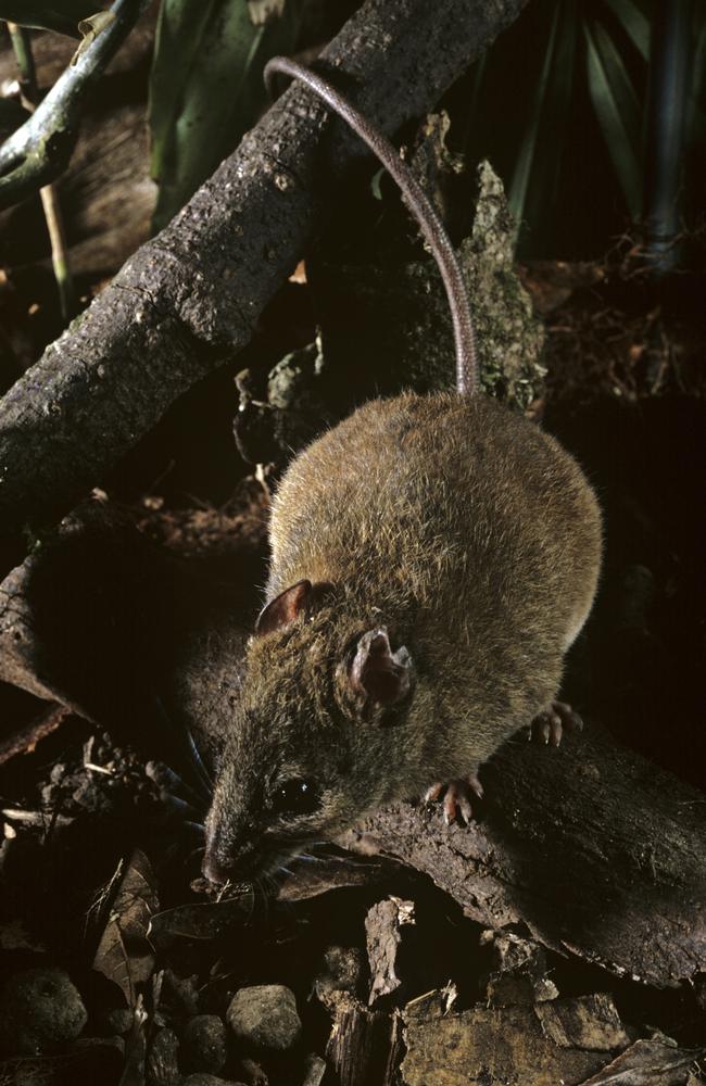 This species of Melomys is related to one that scientists say has gone extinct in the Great Barrier Reef. Picture: Auscape/UIG via Getty Images