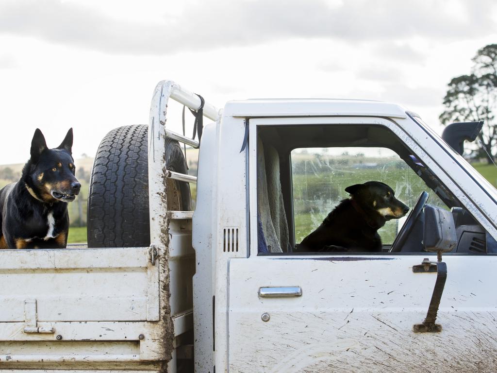 Kelpies in the ute was one of the farming cliches that Mark Knight worked into his cartoon. Picture: Zoe Phillips