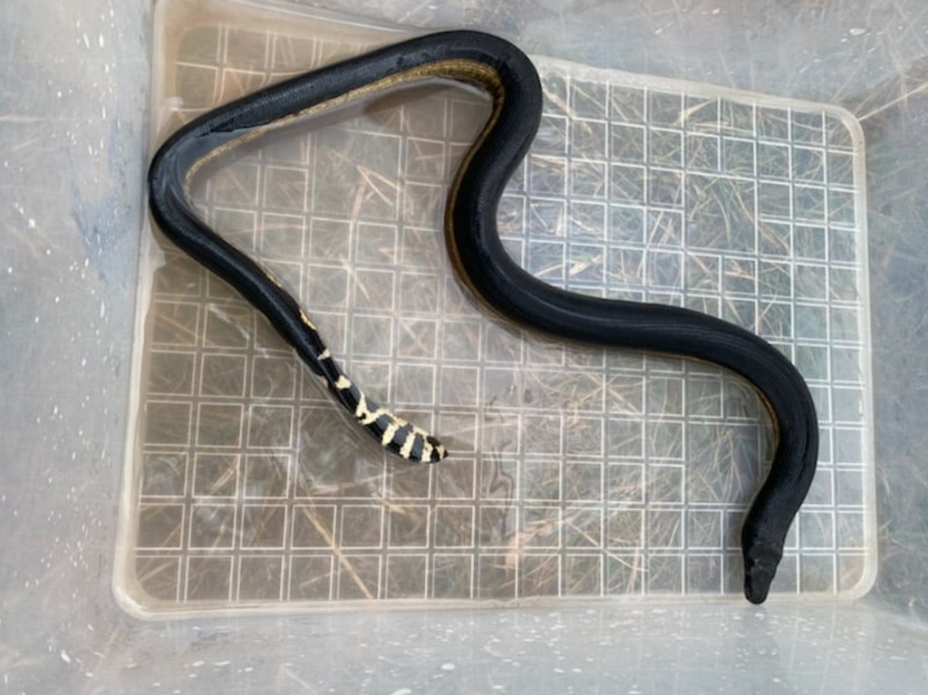 ‘Beautiful’: Storm current sends ‘Lucky’ the sea snake to Bay of Fires ...