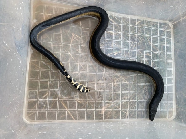 "Lucky" the sea snake will be sent back to the mainland after a storm saw the reptile cross the Bass Strait and wash up at Bay of Fires on Monday. Picture: Chris Daly.