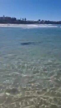 Watch: Shark spotted in shallows at Caloundra