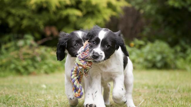 Dogs in a garden. Picture: iStock